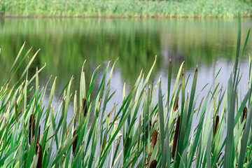 Fototapeta premium A group of cattails with brown tops and reeds on the river bank. Selective focus on the foreground, soft water surface in the background. Summer day.