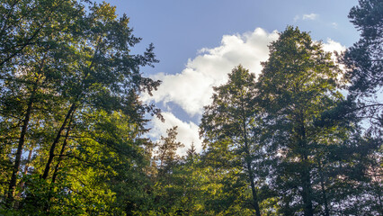The tops of the trees against a background of blue sky and clouds. Green foliage, natural frame of deciduous tree crowns. Nature concept. Space for text.