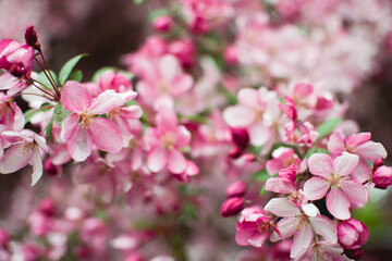 Obraz premium pink cherry blossom in spring, blurred background