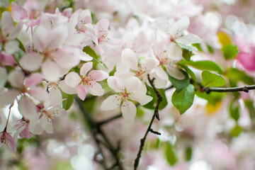 Fototapeta na wymiar white blossoms in spring, blurred background