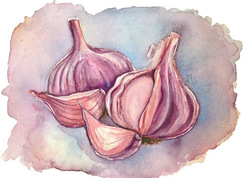 Garlic watercolor illustration 