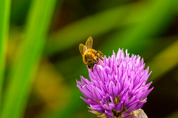 Bee collects nectar from onion flower. Nature.
