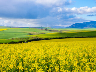 Obraz premium Beautiful rolling hills of canola flowers and farmlands in spring with the Klipheuwel Wind Farm in the background. Near Caledon, Overberg, Western Cape, South Africa.