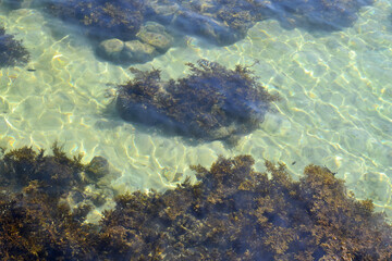 Sand, algae and stones on the seabed underwater