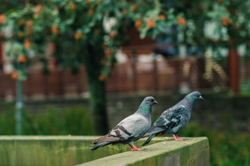 pigeons