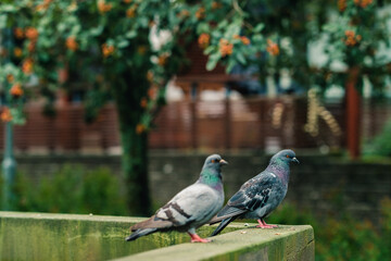 pigeons