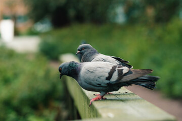 pigeons