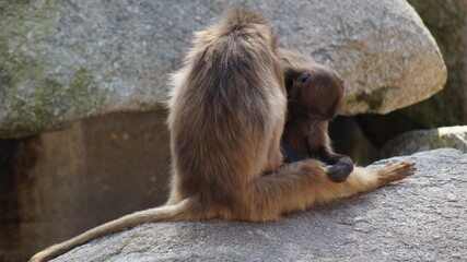 Zoo