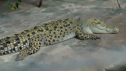 Zoo
