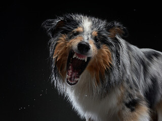 The dog catches splashes, wings. Wet pet. Funny Sheltie on black