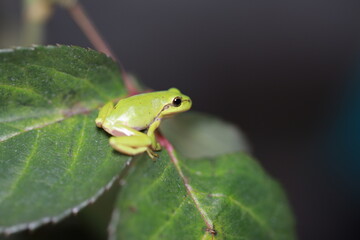 Laubfrosch