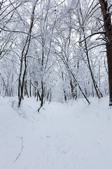 deciduous trees without leaves in the snow after blizzards