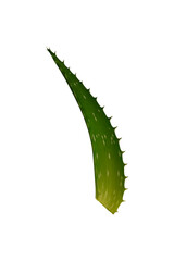 Green leaf of aloe. Isolated on white background. Close-up. Top view.