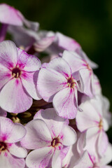 Fototapeta na wymiar carnation flowers in the spring season