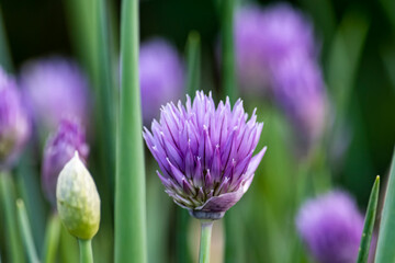 Onion flowers in bloom in summer. Nature.