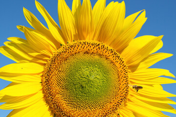 Naklejka premium Sunflower on a background of blue sky close-up. Macro photography