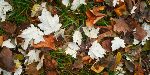 Wet autumn foliage on the ground on a rainy day.