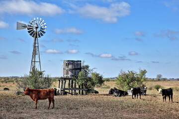 Red Heifer Windmill