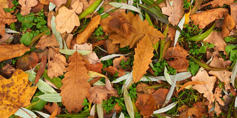 Dry colorful foliage on the ground in atumn season.