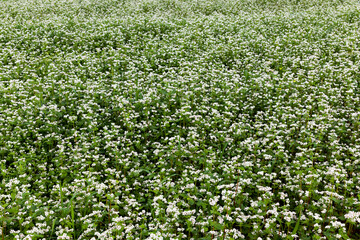 white buckwheat flowers during flowering