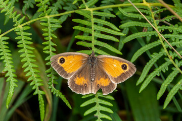 Gatekeeper Butterfly (Pyronia tithonus) a flying insect commonly known as Hedge Brown