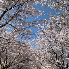 Obraz na płótnie Canvas Cherry blossom