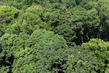 Fototapeta na wymiar trees covered with green foliage in summer