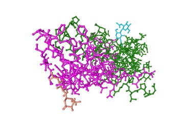 Molecular model of human chorionic gonadotropin. Rendering with differently colored protein chains based on protein data bank entry 1hrp. 3d illustration