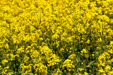 flowering rapeseed with a lot of yellow flowers
