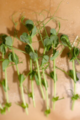 Sprouted seeds closu up, focus on front sprouts. healthy eating, super food Selective focus