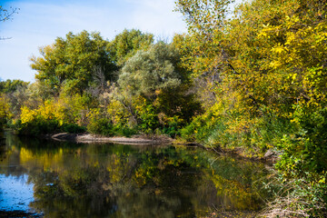 Fototapeta premium A stream in the middle of the forest