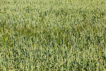 an agricultural field where cereals are grown