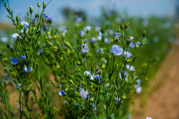 Medicinal plant Flax (Linum Usitatissimum) grows in an agricultural field