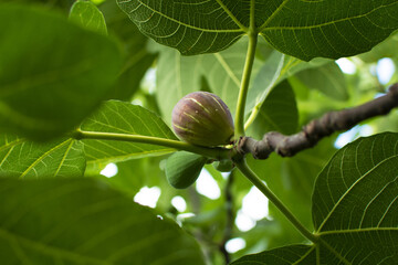 Ripe figs on the branch of the fig tree.