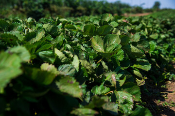 Huge strawberry field in spring