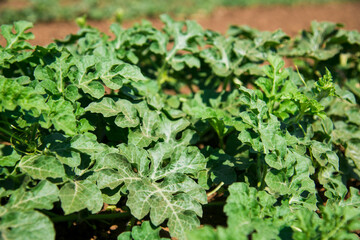 Huge watermelon field in spring with young green shoots and watermelons flowers