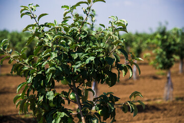Beautiful rows of young green fruit trees are swaying in the wind