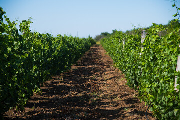Fototapeta na wymiar Rows of green vineyards in the summer season
