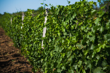 Fototapeta na wymiar Rows of green vineyards in the summer season
