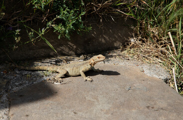 On the sunstone froze lizard, lizard. Georgia.