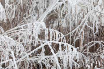 grass covered with frost and snow in winter