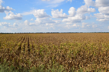 Zrenjanin Serbia corn field