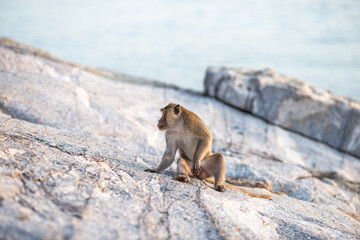 Close-up background view of wild animals (monkeys), high mountain dwellings, live in fast moving groups, some species are preserved in the zoo for people to visit.