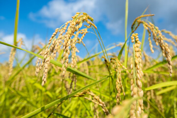 風景素材　たわわに実った稲穂