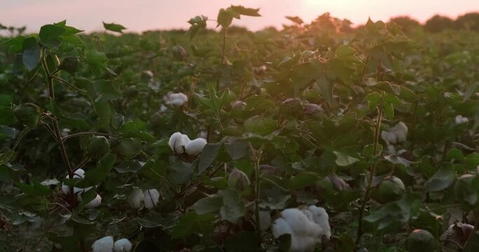 Cotton field in rural countryside landscape. 