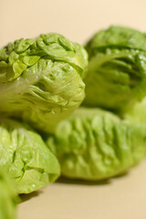 Baby cabbage on beige background, Focus on front cabbage leaves