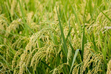 風景素材　たわわに実った稲穂