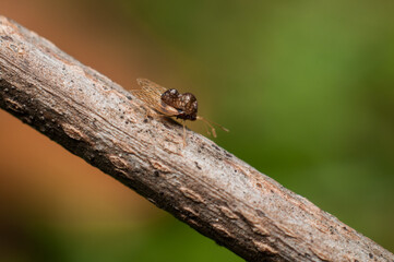 Tiny and small unknown laced bug not bigger than a sesame seed. Unknown Laced Bug. Peanut-like shell exoskeleton almost transparent and hardly visible with naked eye.