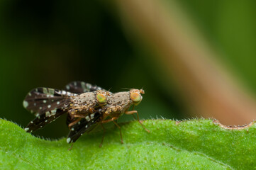Mating of the common fruit flies. Fruit Fly on Heat. Found in parks, garden and orchards and deem pest to humans.