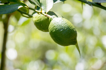 風景素材　陽射しを浴びて大きく育ったレモンの実